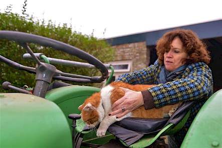 De poes vindt het niet erg dat er weinig op de Fendt wordt gereden. Kan zij op het zadel slapen.