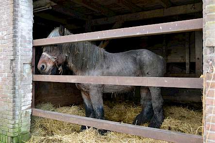 Een van de zes Belgische trekpaarden die Van Nieuwenhuijzen nog heeft. Ooit had hij er dertig. Die graasden in natuurgebieden van Zeeuwsch Landschap.