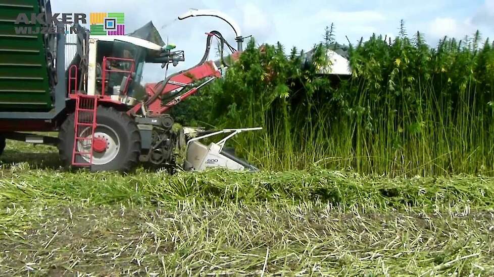 Harvesting cannabis / Machinaal hennep oogsten