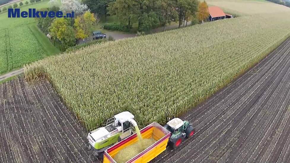 Harvesting corn bird view / Luftaufname Maisernte