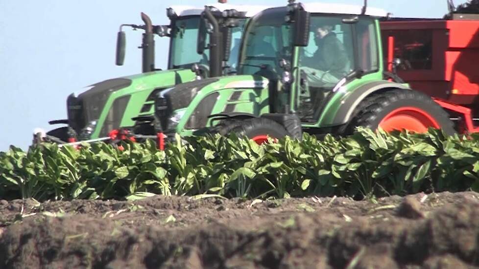 Fendt 516 met Grimme Rootster 604 cichorei rooien Trekkerweb