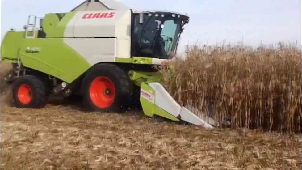 Full speed maisdorsen met Claas Trekkerweb  maisoogst 2013