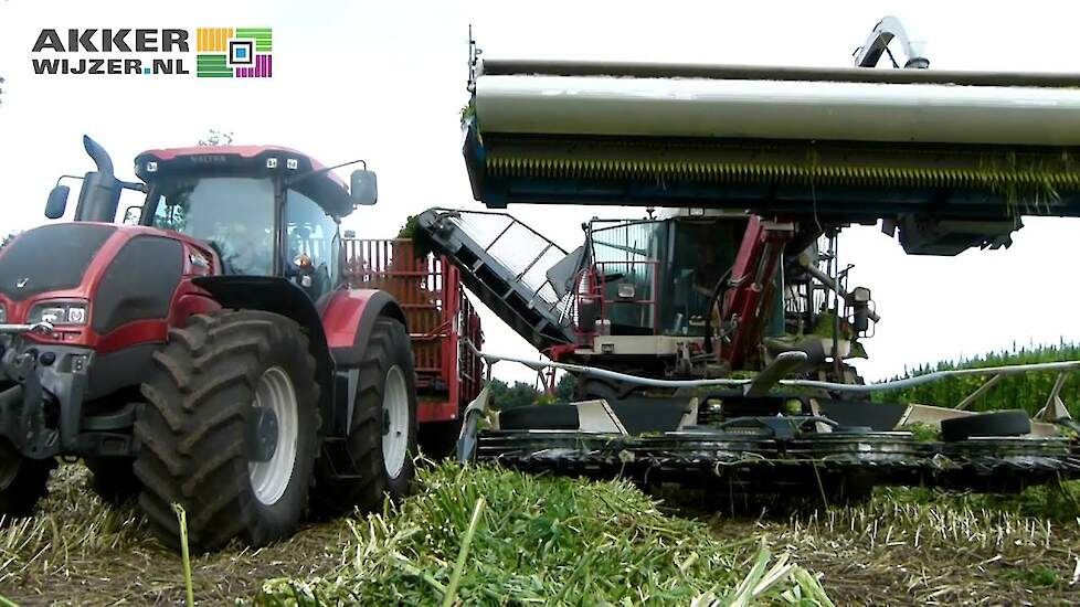 Machinaal vezelhennep oogsten