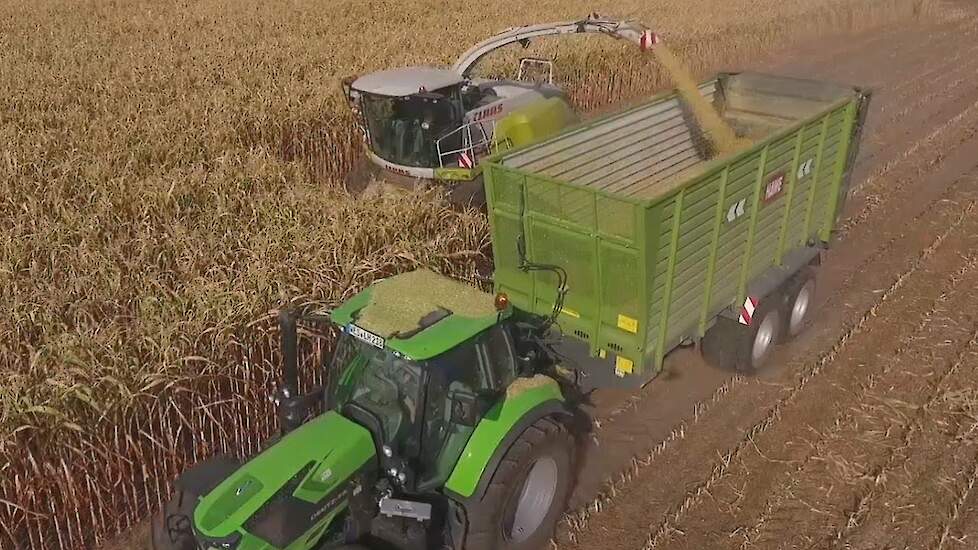 Loonbedrijf Terhuf in dorre snijmais met CLAAS Jaguar 960 Trekkerweb