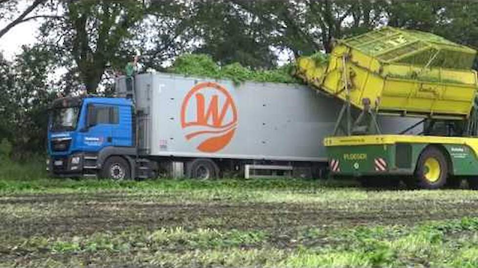 SPINAZIE MAAIEN MET EEN PLOEGER 2140 L VOOR IGLO