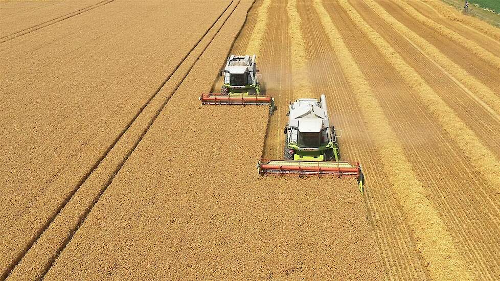 Wheat harvest Claas Lexion 550 en Claas Lexion 540 C