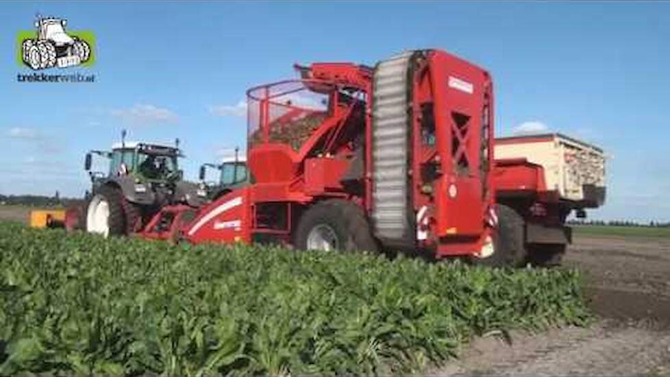 Cichorei Grubbing up Fendt 826  Grimme Rootster 604