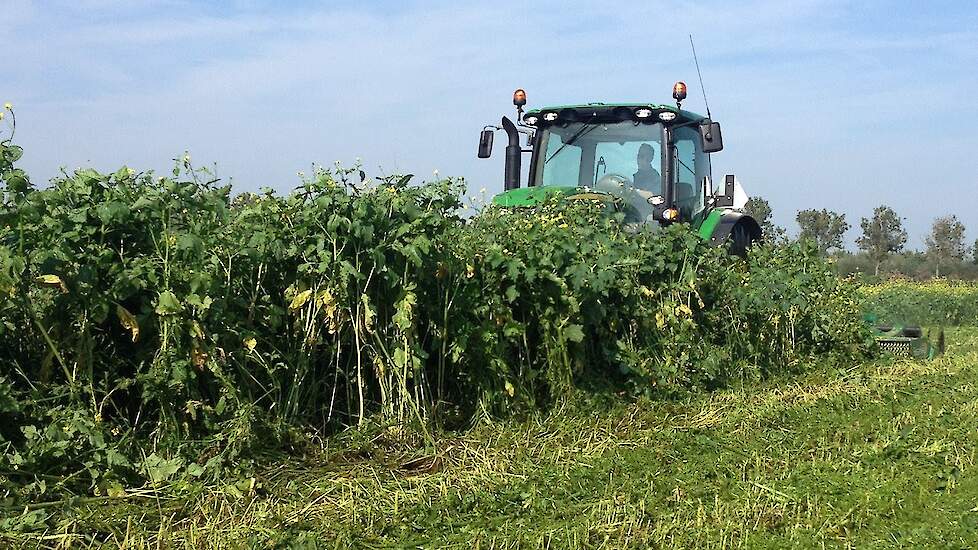 Groenbemester verhakselen met een Spearhead Multicut 460 Trekkerweb