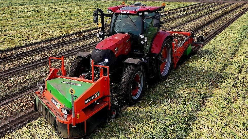 Harvesting Onions Holaras