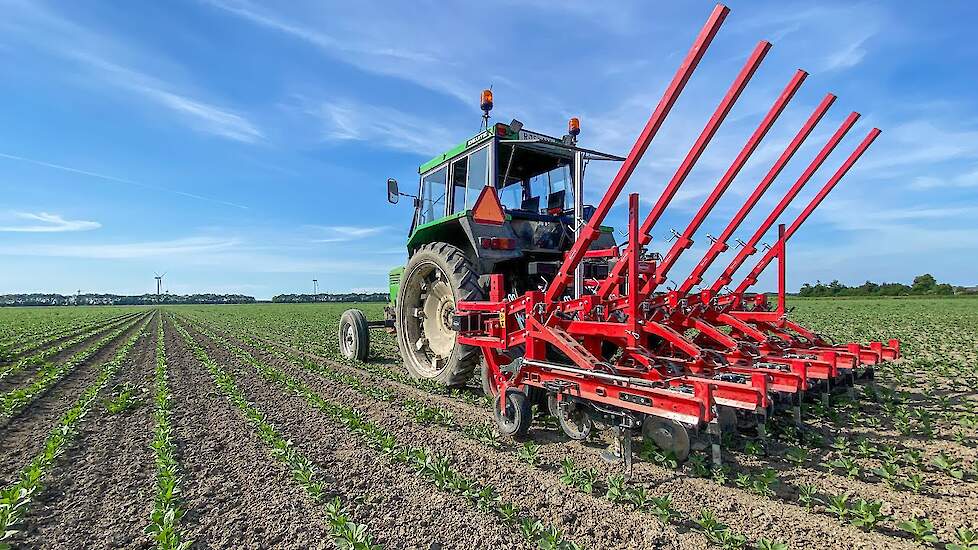 Steketee IC-Light weeder | Weeding broad beans with Steketee | Old & New technology working together