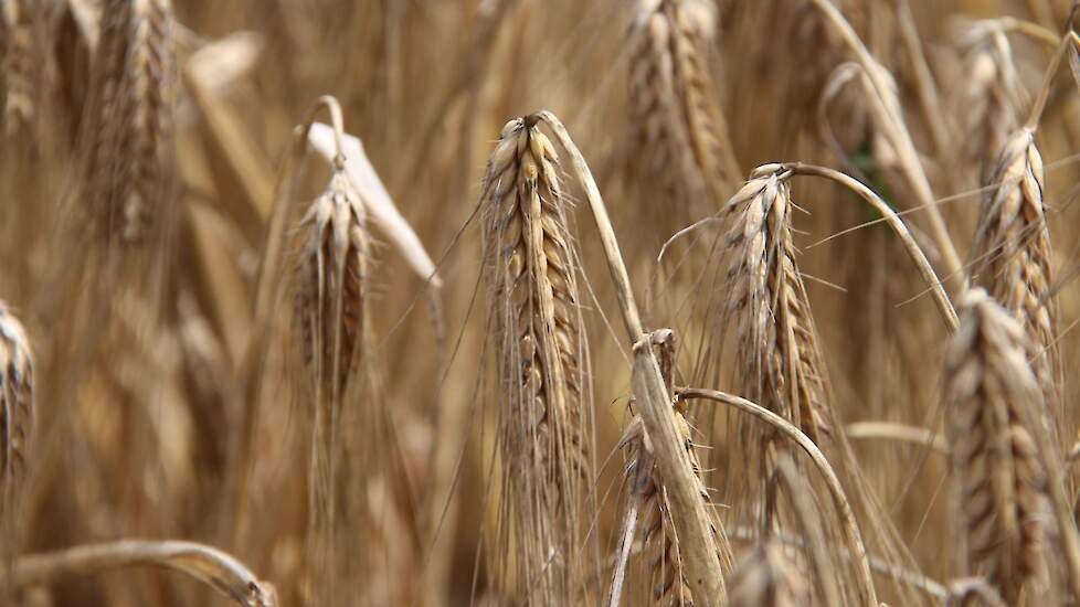 Linssen koos voor het ras Pixel. Agrifirm beschrijft dit als een nieuw vroeg potentieel brouwgerstras wat bovendien zeer productief is en voldoende stevig. Dit laatste kan Linssen beamen. Ondanks de soms zeer forse regenbuien in de afgelopen weken staat h