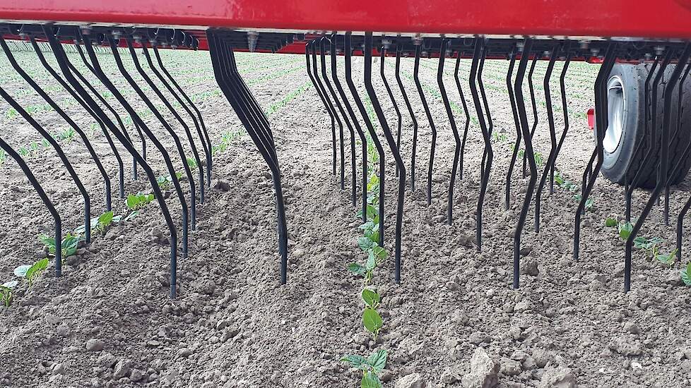 Wiedeggen hebben niet alleen de belangstelling van bioboeren. Ook gangbare akkerbouwers verdiepen zich, door het wegvallen van herbiciden, meer en meer in de mogelijke technieken en systemen. Einböck, APV, Agronomic, Ecoweeding, Geertsema en Horsch lieten