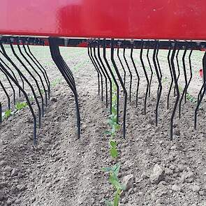 Wiedeggen hebben niet alleen de belangstelling van bioboeren. Ook gangbare akkerbouwers verdiepen zich, door het wegvallen van herbiciden, meer en meer in de mogelijke technieken en systemen. Einböck, APV, Agronomic, Ecoweeding, Geertsema en Horsch lieten