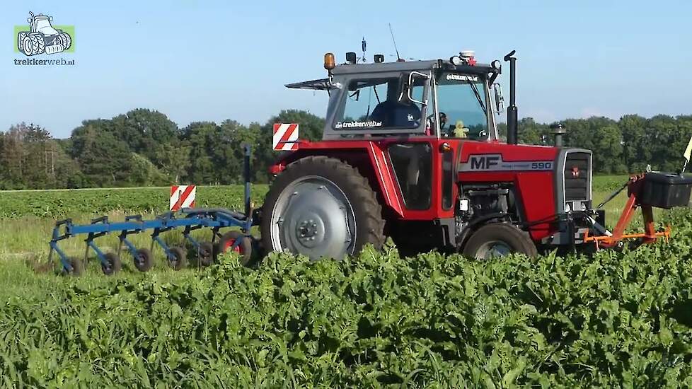 Massey Ferguson 590 met 12-rijer Gebr Plat aan voederbieten aanaarden