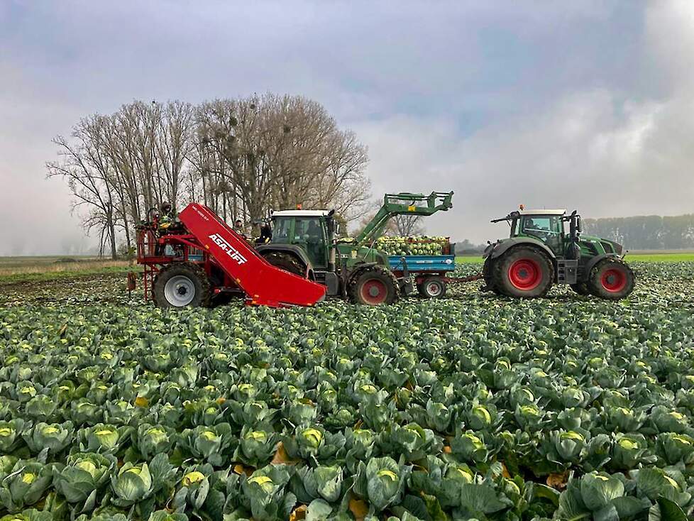 De ASA-LIFT MC-1020 DF is een éénrijige gedragen kooloogstmachine, die de geoogste kool productvriendelijk tot in de kist transporteert.