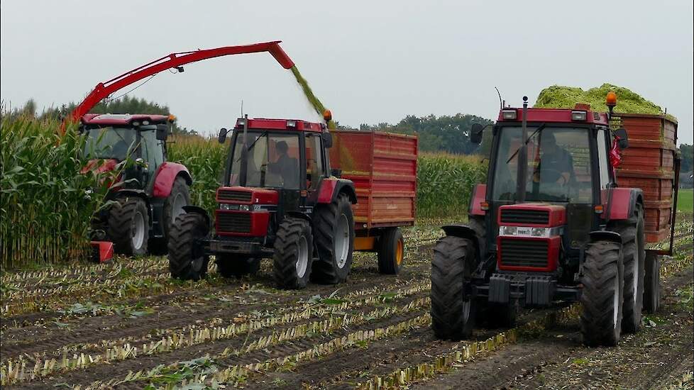 Mais Silage 2022 | Case International 1455Xl 845XL 745XL | Case IH Maxxum | Busweiler | Maishakselen