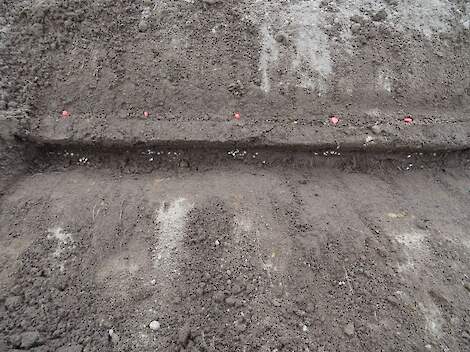 De kunstmest wordt in ‘clusters’ toegediend onder het maïszaadje in plaats van in een rij.