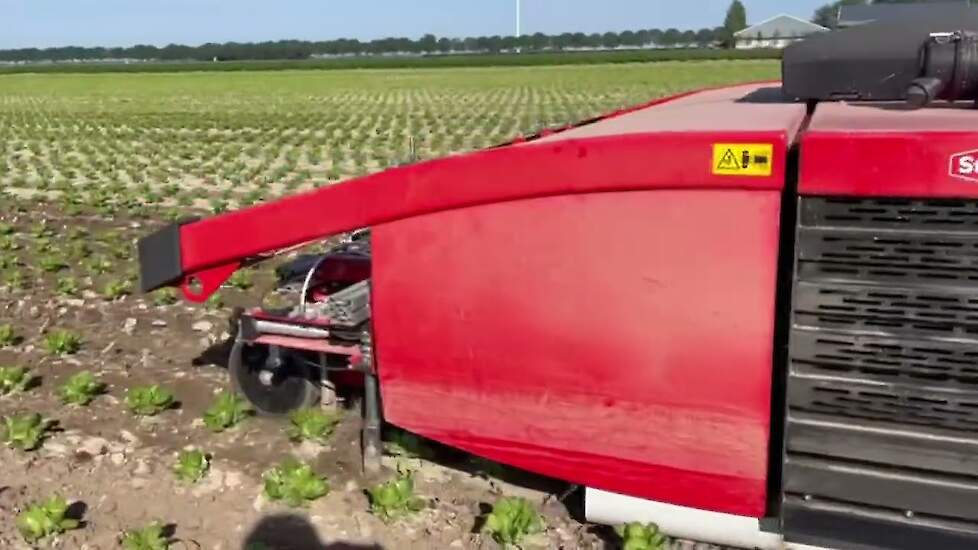 Schoffelen in de rij en tussen de sla