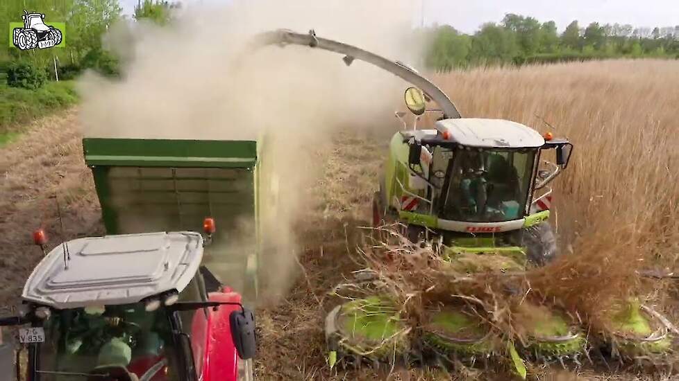 Olifantsgras hakselen met de Claas Jaguar 950