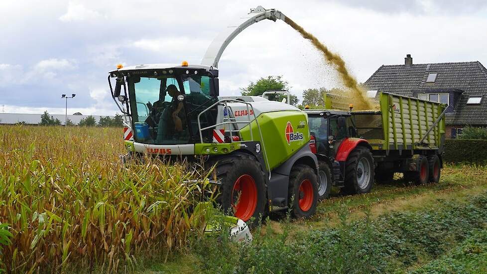 Mais 2024 | Claas Jaguar + Massey Ferguson | Baks Borculo | Kuilwerk | Maishakselen | Mais silage