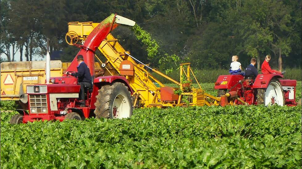 Oldtimer bieten rooien in de polder in Luttelgeest - sugarbeet harvest