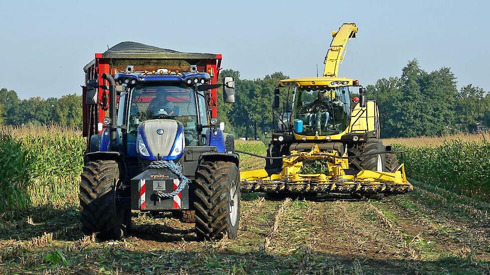 Mais Silage 2024 | New Holland FR9050 + T7.230 | H. Korenberg & Rozeboom