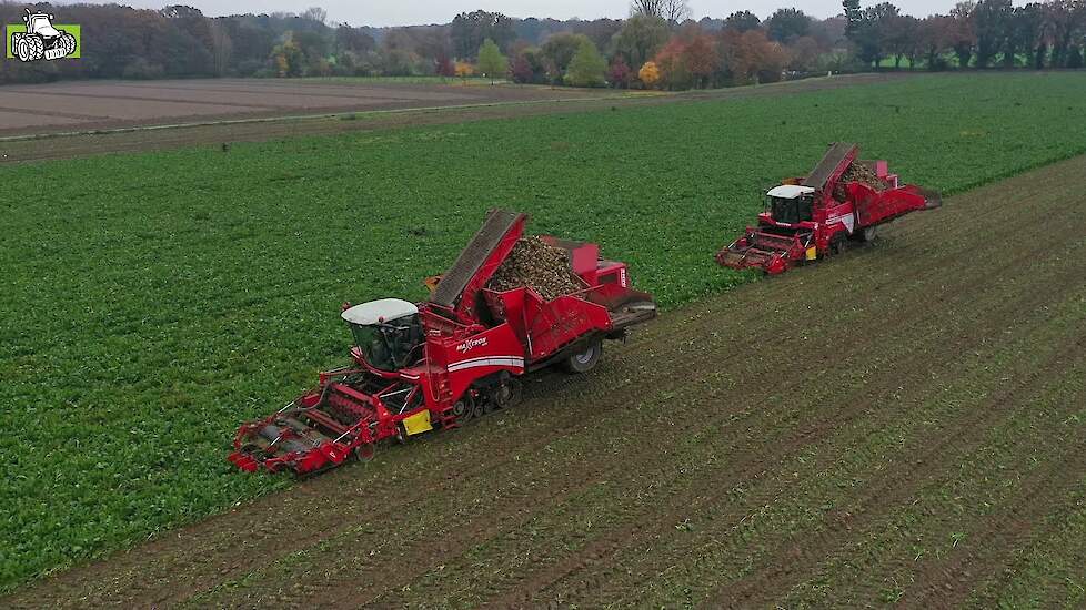 Twee Grimme Maxtrons 620 in de suikerbietenoogst