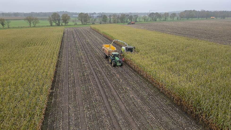 Efficient Maize Harvesting with Maize Chopping by Fa. Roothans & Zn | Sander Huibers Agrofotografie