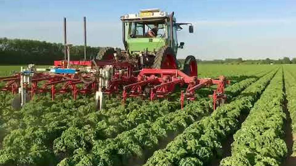 Schoffelen en aanaarden met Lemken Steketee  in de biologische boerenkool